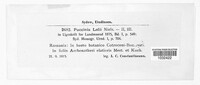 Puccinia lolii image